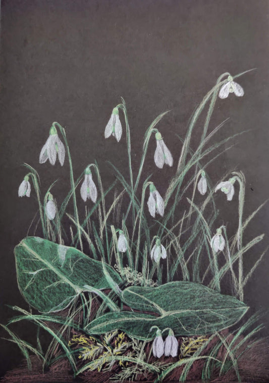 postcard sneeuwklokjes zwart